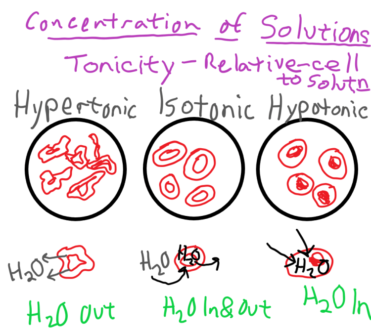 Isotonic solutions diagram types hypotonic hypertonic cells cell biology illustration solute solvent infographic visit including human science chemistry