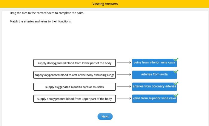 Match each of the following arteries with its correct description